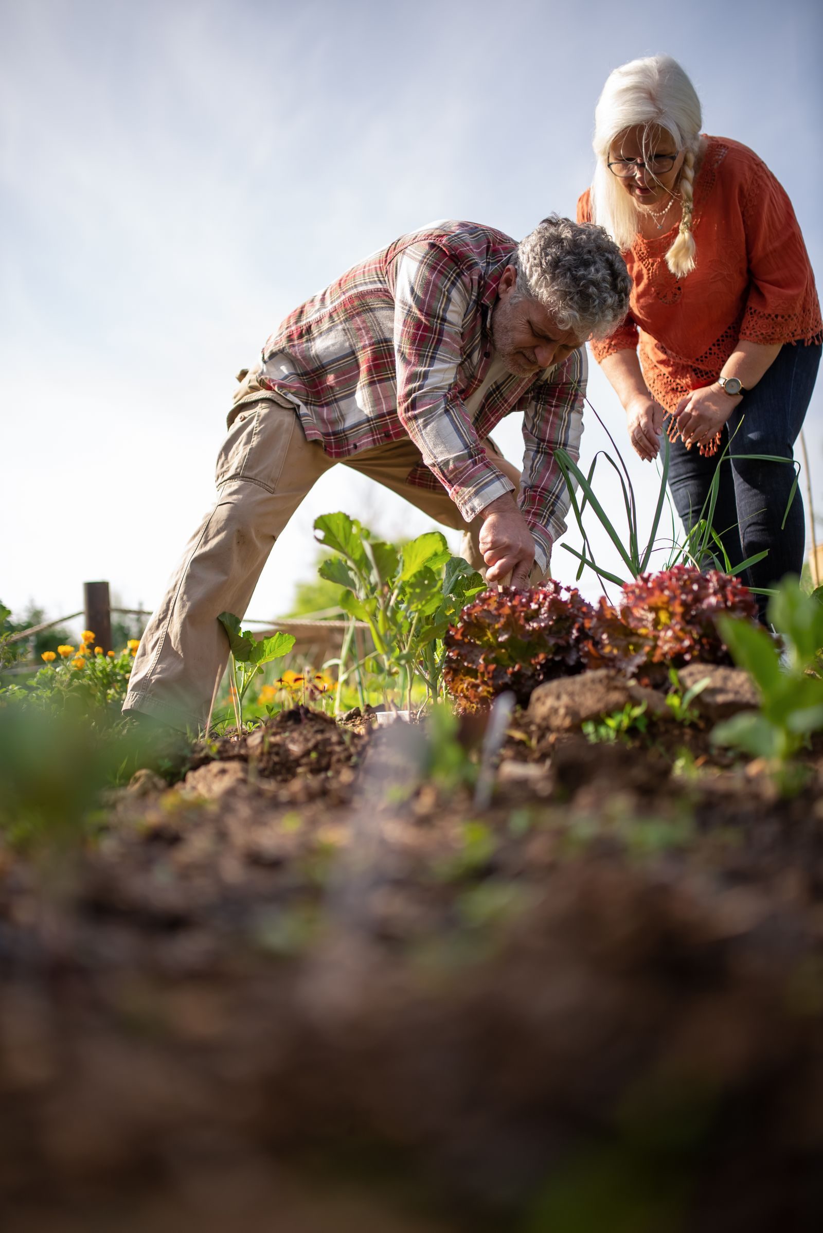 Senior couple joyfully harvesting fresh lettuce in their vibrant vegetable garden.