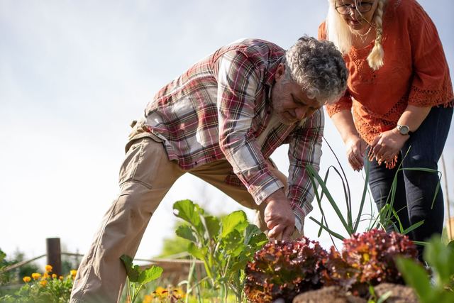 Senior couple joyfully harvesting fresh lettuce in their vibrant vegetable garden.